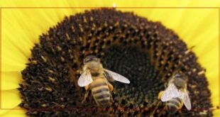 كيف يلهم نحل العسل مستقبل الذكاء الاصطناعي؟