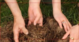 اكتشاف تركي-دانمركي يعيد للحياة وصفة زبادي النمل النادرة