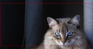 ألغاز حواس القطط وقدرتها الخارقة على النجاة