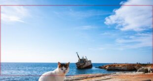 أزمة القطط السائبة تهدد التوازن البيئي في قبرص