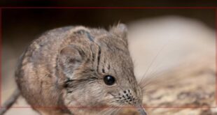 يكشف العلماء آلية انكماش دماغ الزبابة وتأثيرها الفريد في الشتاء